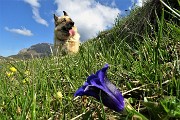 38 Genziana di Clusius (Gentiana Clusii)